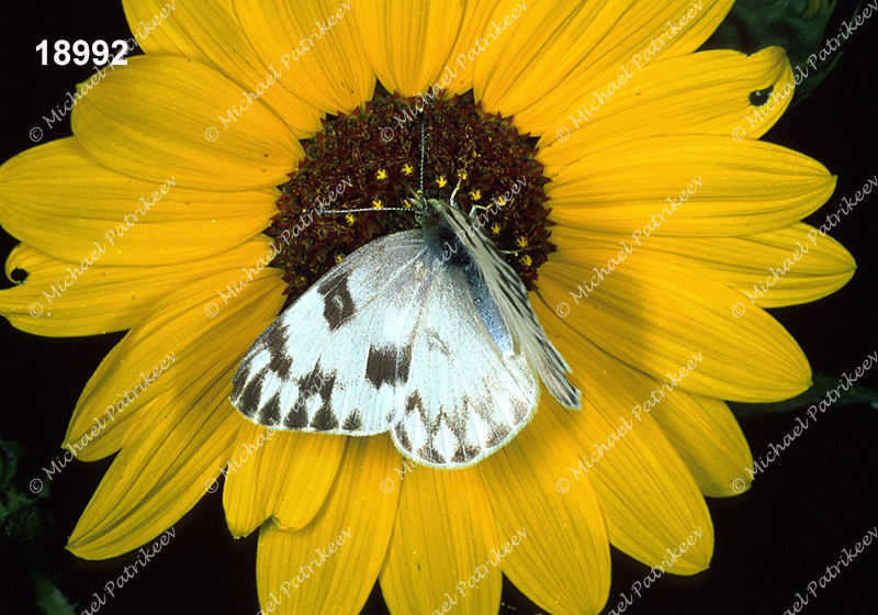 Checkered White (Pontia protodice)